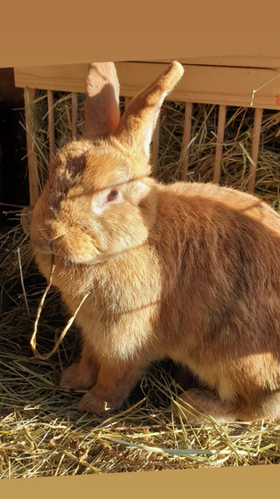 WhatsApp Image 2022-02-06 at 19.42.45.jpeg