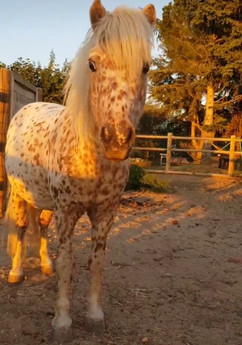 philou sans cape.jpeg